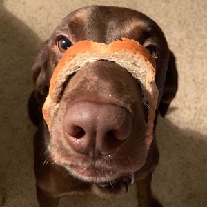 Meet your Posher, Kyle